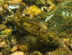 mottled sculpin